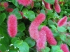 Top rated - Акалифа, Сополко - Acalypha  Acalypha1.jpg