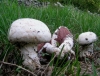 Top rated - Полска печурка - Agaricus campestre Agaricus_campestre~0.jpg