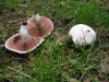 Most viewed - Полска печурка - Agaricus campestre Agaricus_campestre.jpg
