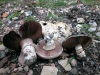 Полска печурка - Agaricus campestre Agaricus_campestre_1.jpg