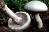Полска печурка - Agaricus campestre Agaricus_campestre_2.jpg