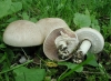 Top rated Agaricus_campestre_3.jpg