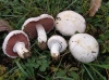 Top rated - Полска печурка - Agaricus campestre Agaricus_campestre_4.jpg