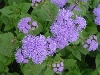 Top rated - cvetar's Gallery ageratum_large2.gif