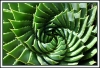Алое - Aloe  spiral_aloe.jpg