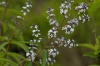 Aloysia-citriodora-flores.jpg