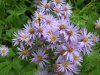 Most viewed Aster_conspicuus.jpg