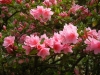 Most viewed - Азалия - Azalea indica ( Rhododendron )  Azalea.jpg