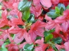Most viewed - Азалия - Azalea indica ( Rhododendron )  Azalea_01_M.jpg