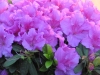 Top rated - Азалия - Azalea indica ( Rhododendron )  LavenderAzalea12506.JPG