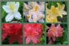 Most viewed - Азалия - Azalea indica ( Rhododendron )  azaleaMontage6part50.jpg