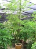 Бамбук - Bambusa aspera Bambusa_vulgaris_12-13ft__138.JPG