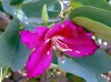 Top rated - Баухиния - Bauhinia Bauhinia_blakeana_(Hong_Kong_orchid_tree)_2.jpg