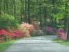 Top rated - Градините Biltmore Estate в Южна Каролина Biltmore_Estate8.jpg