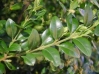 Top rated Buxus_sempervirens.jpg