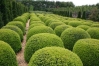 Top rated Buxus_sempervirens2.jpg