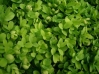Top rated Buxus_sempervirens6.jpg
