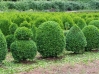 Last additions - gradinar's Gallery Buxus_sempervirens7.JPG