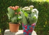 Top rated CLaboral_calanchoe.jpg