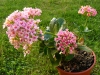 Top rated Calanchoe4.jpg