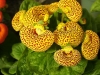 Калцеолария, пантофче, чехълче - Calceolaria Calceolaria.jpg