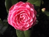 Most viewed Camellia.jpg