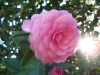 Most viewed Camellia_japonica.jpg
