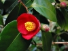 Top rated camellia_japonica1.jpg