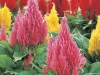 Top rated Celosia1.jpg