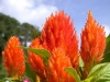 Top rated Celosia2.JPG