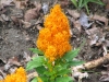 Top rated Celosia3.jpg