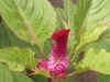 Most viewed - Целозия (петльов гребен) - Celosia argentea Celosia6.JPG