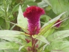 Top rated - Целозия (петльов гребен) - Celosia argentea Celosia_argentea002.jpg