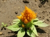 Top rated - Целозия (петльов гребен) - Celosia argentea P6144514.JPG