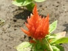 Целозия (петльов гребен) - Celosia argentea P6144515.JPG