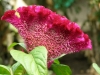 Top rated - Целозия (петльов гребен) - Celosia argentea P7314625.JPG