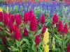 Top rated celosia.jpg