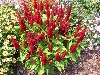 Last additions - Целозия (петльов гребен) - Celosia argentea rCelosia-Fresh-Look-Red.gif