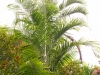 Хризалидокарпус (златноплодна палма) - Chrysalidocarpus Chrysalidocarpus3.jpg