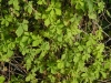 Most viewed - Цисус (Стайна лоза) - Cissus (Rhoicissus rhomboidea)  Momordica_balsamina1.jpg