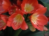 Top rated clivia1.jpg