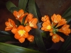 Top rated clivia3.jpg
