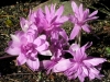 Top rated - evge's Gallery Colchicum__Water_Lily_.jpg
