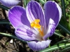 Crocus_sativus.jpg