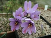 Crocus_sativus2.jpg