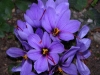Crocus_sativus4.jpg