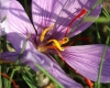 Crocus_sativus5.jpg