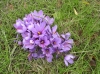Crocus_sativus6.jpg