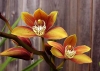 Most viewed - Орхидея Цимбидиум - Cymbidium Cymbidium6.jpg