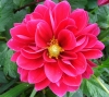 Top rated - СНИМКИ ОТ САЙТА CVETQ.INFO flower-pink-dahlia.jpg